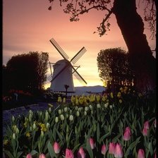 Схема вышивки «Тюльпаны на рассвете.»