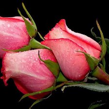 Схема вышивки «ROZY»