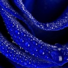 Схема вышивки «НОЧНАЯ РОЗА»