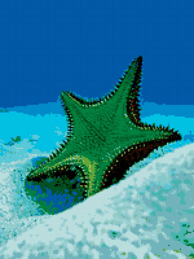 МОРСКАЯ ЗВЕЗДА - морская звезда - предпросмотр