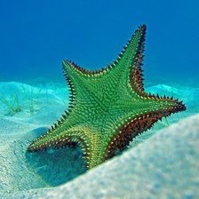 МОРСКАЯ ЗВЕЗДА