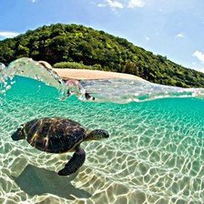 Схема вышивки «МОРСКАЯ ЧЕРЕПАХА»