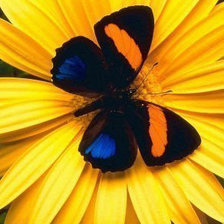 Схема вышивки «БАБОЧКА»