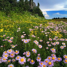 Схема вышивки «луговые цветы»