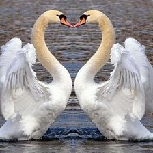 Лебединая верность