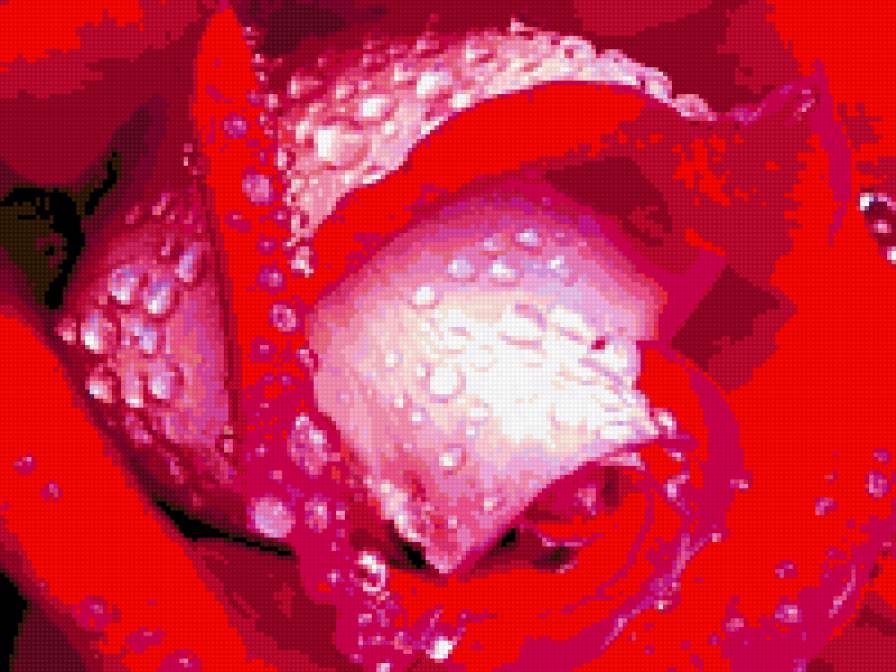 ROZA 2 - предпросмотр