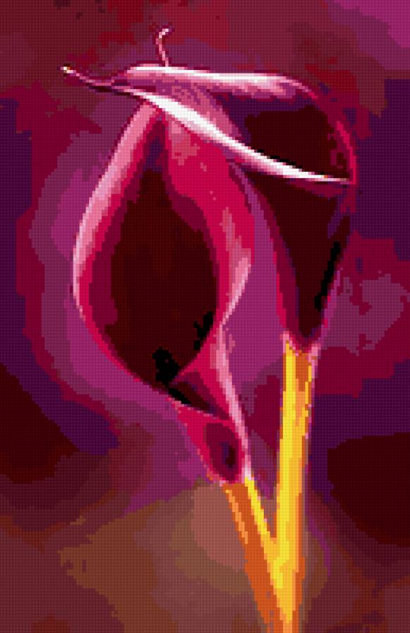 каллы - цветы, букеты, каллы - предпросмотр