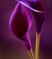 Схема вышивки «каллы»