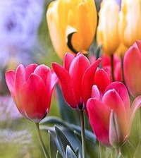 Схема вышивки «тюльпаны»