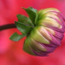 Схема вышивки «бутон»