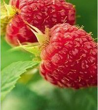 Схема вышивки «малинка»