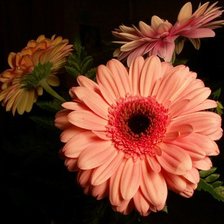 Схема вышивки «Герберы»