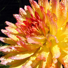 Схема вышивки «георгин»