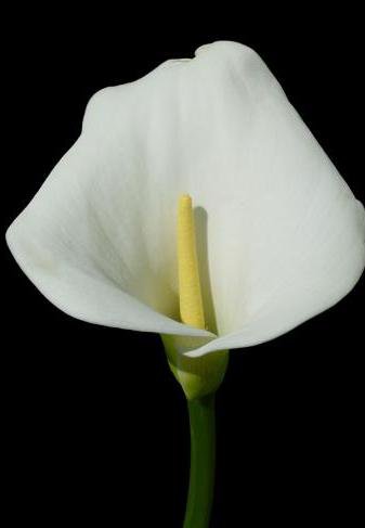 кала - цветы, кала - оригинал