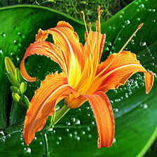 Схема вышивки «лилия»