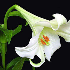 Схема вышивки «лилия»