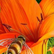 Схема вышивки «лилия»