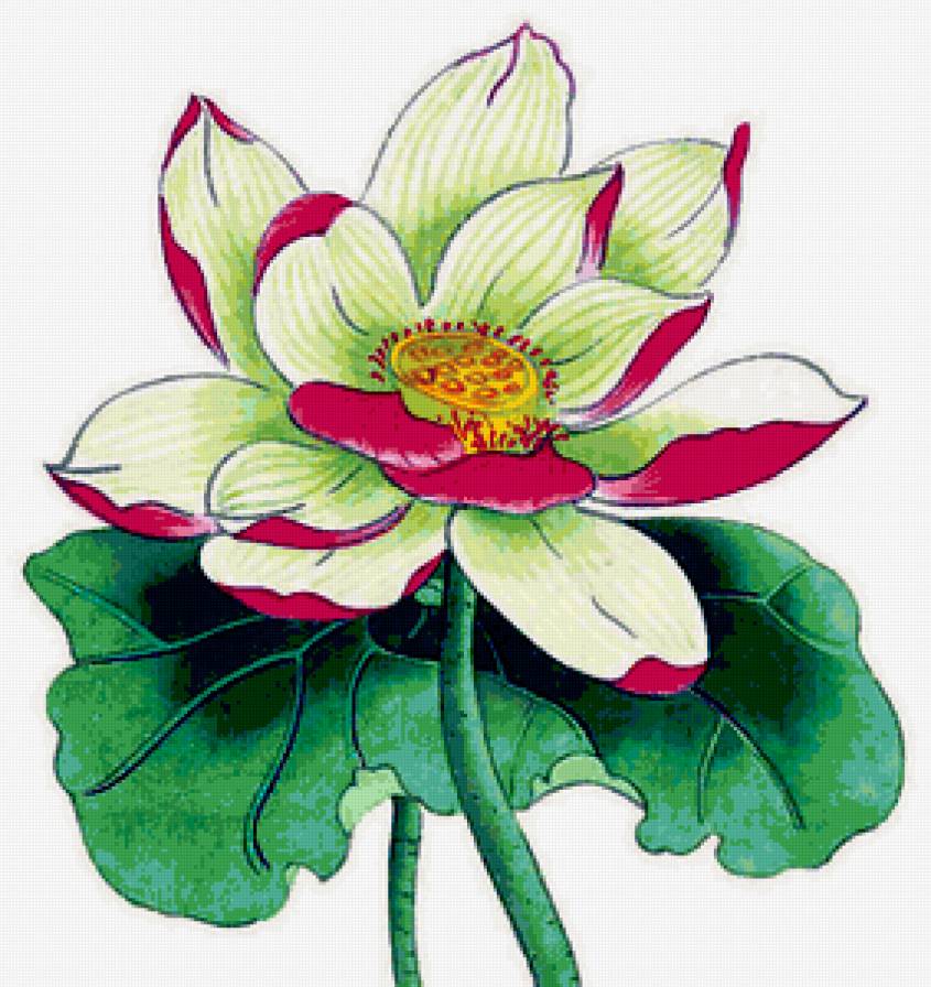 лотос - цветы - предпросмотр