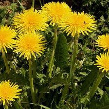 Схема вышивки «одуванчики»