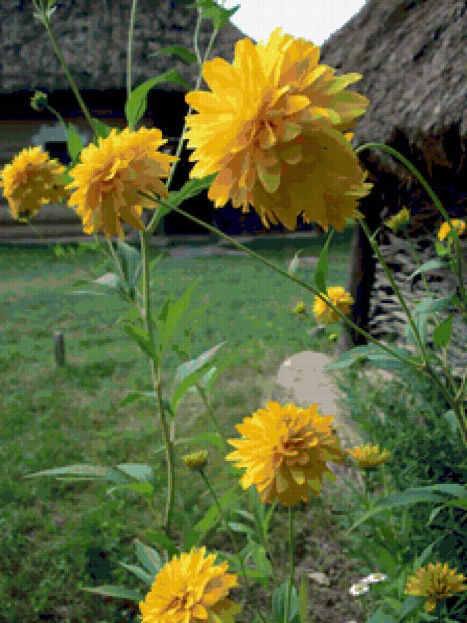 цветы - предпросмотр