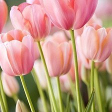 Схема вышивки «Тюльпаны»