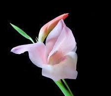 Схема вышивки «Гладиолус»