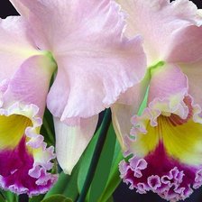 Схема вышивки «цветы»