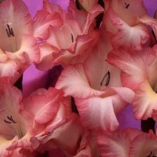 Схема вышивки «цветы»