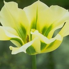 желтый тюльпан