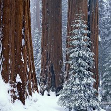 Схема вышивки «зима»