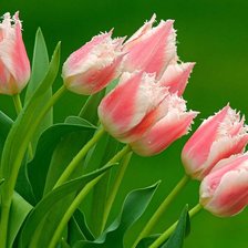 Схема вышивки «тюльпаны»