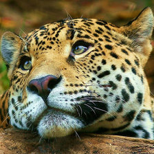 Схема вышивки «№356493»