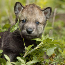 Схема вышивки «Волчёнок»