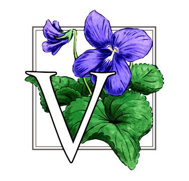 цветок - цветок, цветы - оригинал