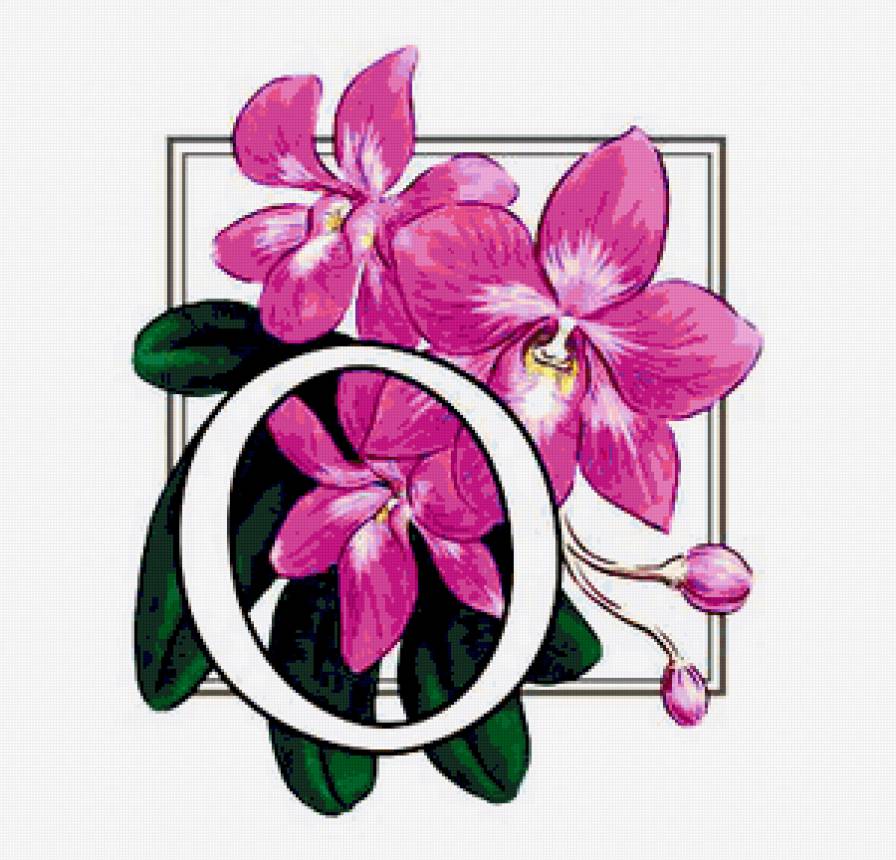 орхидея - цветок, орхидеи, цветы - предпросмотр