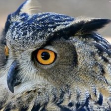 Схема вышивки «сова»