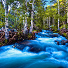Схема вышивки «березки»