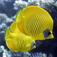 Схема вышивки «RIBKI»