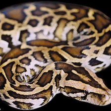 Схема вышивки «PITON 2»