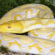 Схема вышивки «PITON 3»