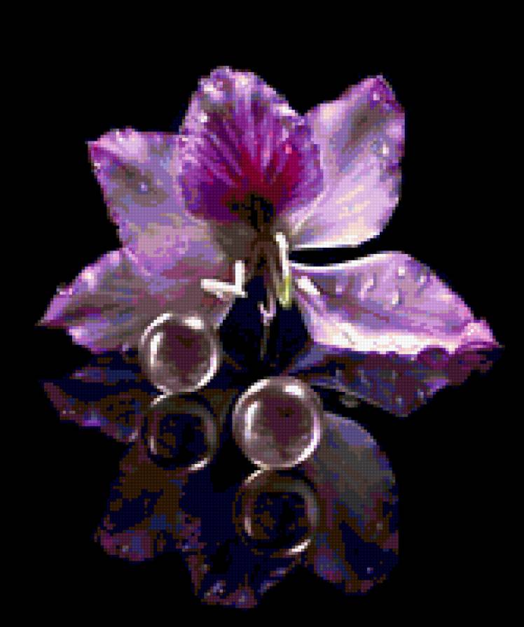 орхидея - цветы, картина, орхидея, черный фон - предпросмотр