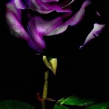 Схема вышивки «Роза на черном фоне»