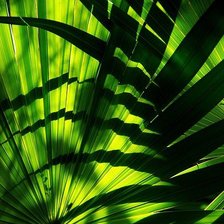 Схема вышивки «Зелень»