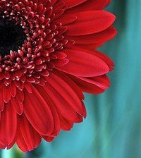 Схема вышивки «гербера»