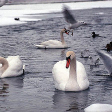 Схема вышивки «лебеди»