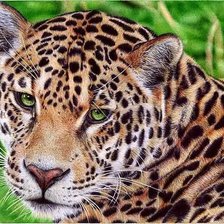 дикие животные