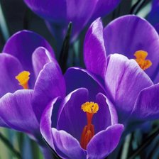 Схема вышивки «Тюльпаны»