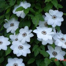 Схема вышивки «клематисы»