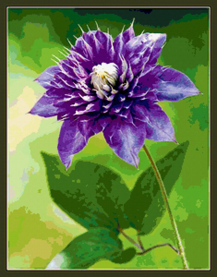 клематис - предпросмотр