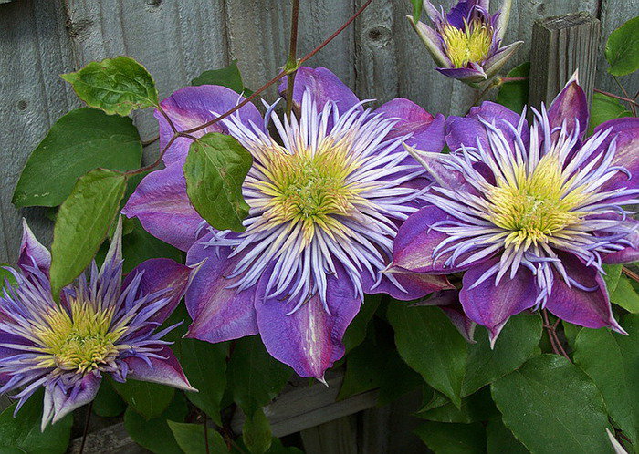 клематисы - оригинал